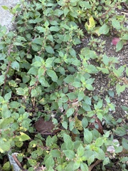Parietaria judaica