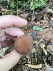 Boletellus chrysenteroides