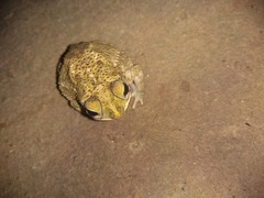 Rhinella granulosa