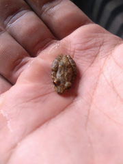 Scinax x-signatus