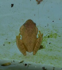 Dendropsophus minutus