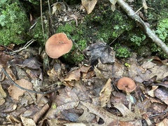 Boletellus chrysenteroides