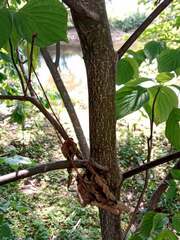 Cornus alternifolia