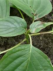 Cornus alternifolia