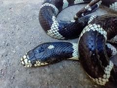 Lampropeltis californiae