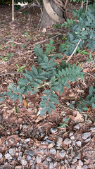 Wisteria sinensis