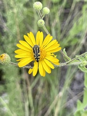 Acmaeodera amplicollis