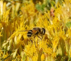 Eristalis hirta