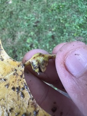 Pemphigus populitransversus