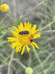 Acmaeodera rubronotata