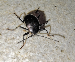 Amarygmus metallicus