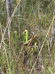 Sarracenia minor