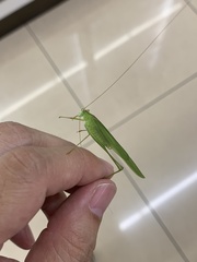 Phaneroptera falcata