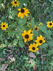 Rudbeckia triloba