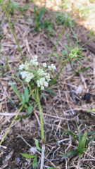 Bifora americana