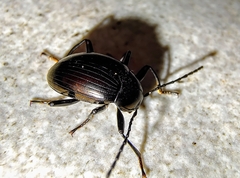 Amarygmus metallicus