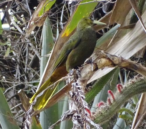 Dusky-green Oropendola (Psarocolius atrovirens), photo 10