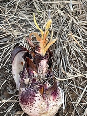 Ledebouria luteola