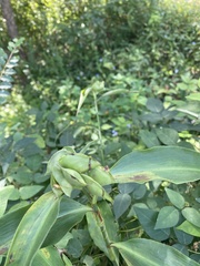 Commelina virginica