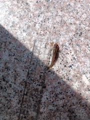 Tachysurus argentivittatus