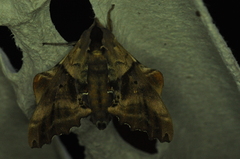 Paonias excaecata