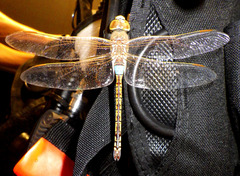 Anax ephippiger