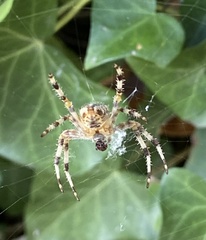Araneus diadematus