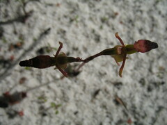 Caleana nigrita