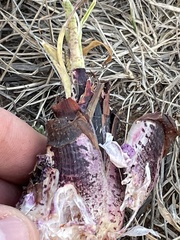Ledebouria luteola