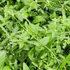 Alternanthera bettzickiana