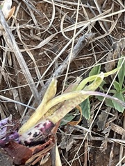 Ledebouria luteola