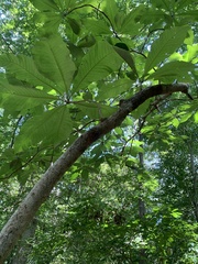 Magnolia tripetala