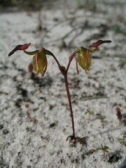Caleana nigrita
