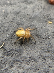 Araneus pratensis