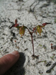 Caleana nigrita