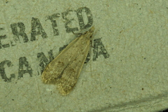 Dichomeris punctidiscellus