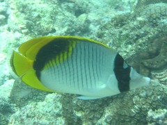 Chaetodon lineolatus