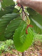 Dipterocarpus