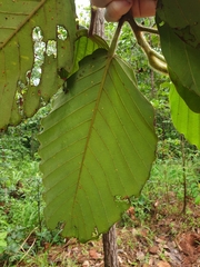 Dipterocarpus