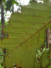 Dipterocarpus