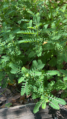 Phyllanthus urinaria