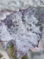 Golovinomyces sonchicola