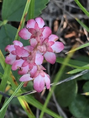 Pyrola asarifolia