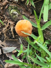 Marasmius