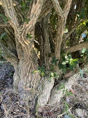 Buxus microphylla