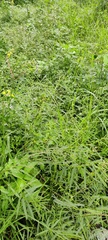 Synedrella nodiflora