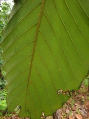Dipterocarpus