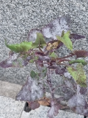 Golovinomyces sonchicola