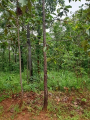 Dipterocarpus