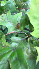 Vespula flavopilosa